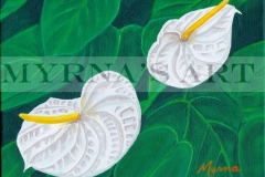 Anthurium