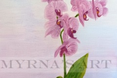 Orchids