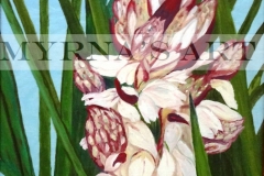 Yucca