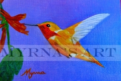 Alans Hummingbird