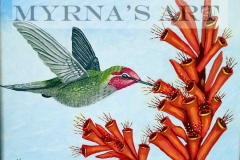Annas Hummingbird