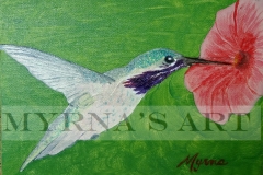 Calliope Hummingbird