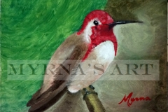 Red Headed Hummingbird