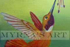 Rufous Hummingbird